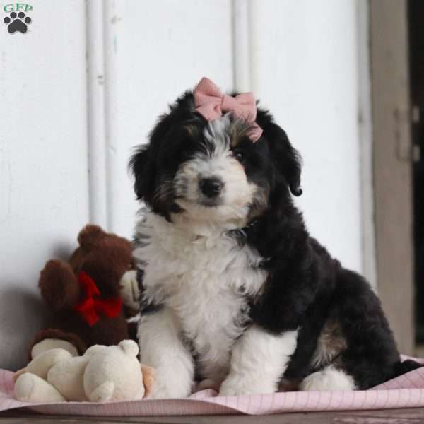 Leon, Mini Aussiedoodle Puppy